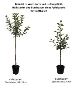 Schöner Aus Nordhausen Malus Domestica `Schöner Aus Nordhausen´ 10 Schöner Aus Nordhausen Malus Domestica `Schöner Aus Nordhausen´ -Pflanzensamenladen 0 Baumformen Buschbaum und Halbstamm0Lhqo7QelCMm9