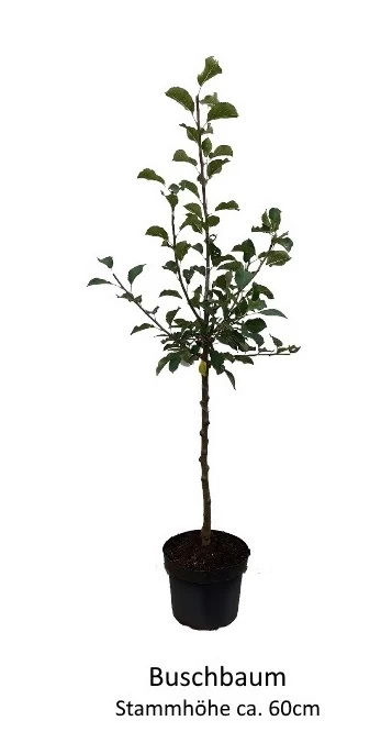 Apistar® Malus Domestica `Apistar´ 4 Apistar® Malus Domestica `Apistar´ – Bild 2