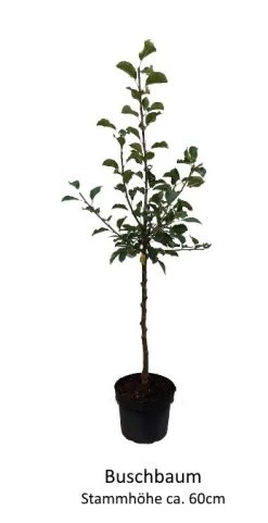 Rosette® Malus Domestica -Pflanzensamenladen 0 Baumformen Buschbaum7a73FmYDHOZC2