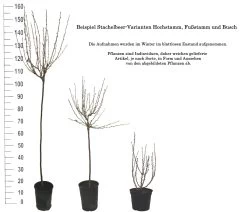 Tatjana, Grün, Fast Stachellos Ribes Uva-crispa `Tatjana´ -Pflanzensamenladen 1 Beispiel Stachelbeeren Wuchsformen5728MZOmFH4CB