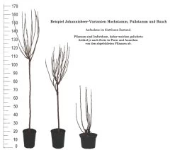 Rolan Ribes Rubrum `Rolan´ 11 Rolan Ribes Rubrum `Rolan´ -Pflanzensamenladen 1Beispiel Johannisbeere WuchsformenubMxZbmWVRpso