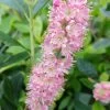 Zimterle - Clethra Clethra Alnifolia -Pflanzensamenladen 20170802 130016