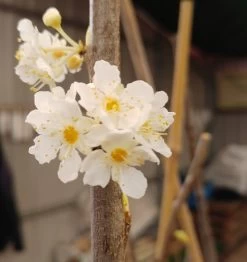 Aprimira Prunus Domestica Subsp. Syriaca `Aprimira´ -Pflanzensamenladen 20180404 175702