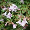 Abelie `Pinky Bells®´ Abelia Grandiflora 1 Abelie `Pinky Bells®´ Abelia Grandiflora -Pflanzensamenladen Abelia Pinky Bells