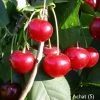 Achat Ⓢ Prunus Cerasus `Achat´ -Pflanzensamenladen Achat sauerkirsche