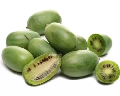 Großrüchtige Bayern-Kiwi `Super Jumbo´ Actinidia Arguta `Super Jumbo´