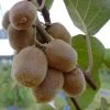 Kiwi Hayward (weiblich) Actinidia Chinensis `Hayward´ -Pflanzensamenladen Actinidia Jenny