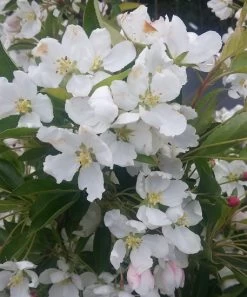 Zwerg-Zierapfel `Adirondack´ Malus ´Adirondack´