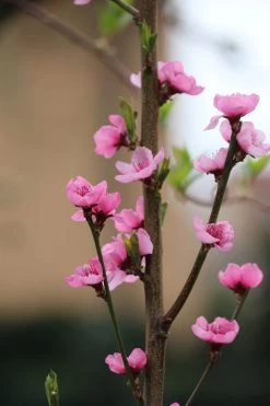 Säulen-Nektarine `Alice Col´ Ⓢ Prunus Nucipersica `Alice Col´ -Pflanzensamenladen Alice Col Bl te