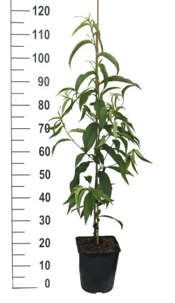 Säulen-Nektarine `Alice Col´ Ⓢ Prunus Nucipersica `Alice Col´ -Pflanzensamenladen Alice Col weiss