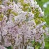 Säulenzierkirsche `Amanogawa´ Prunus Serrulata `Amanogawa´ -Pflanzensamenladen Amanogawa