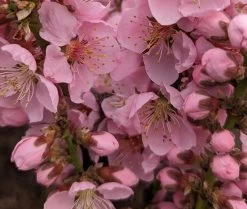 Zwergpfirsich `Amber® Pix ZeeⓈ´ Prunus Persica -Pflanzensamenladen Amber Pix Zee