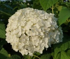 Garten-Hortensie `Incrediball®´ Hydrangea Arborescens -Pflanzensamenladen Anabelle Hortensie