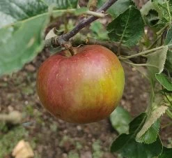 Antonowka Malus Domestica `Antonowka´