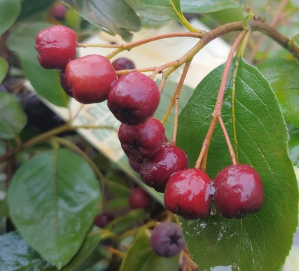Aronia - Rote Apfelbeere `Brillant´ Aronia Arbutifolia `Brillant´ 4 Aronia - Rote Apfelbeere `Brillant´ Aronia Arbutifolia `Brillant´ – Bild 2