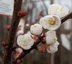 Ungarische Beste Prunus Armeniaca `Ungarische Beste´ -Pflanzensamenladen Aprikose Bl te