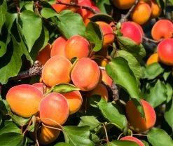 Aprikose `Colorado´ Prunus Armeniaca `Colorado´