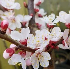 Kompakt Wachsende Aprikose `CompactaⓇ´ Prunus Armeniaca `Compacta´ -Pflanzensamenladen Aprikose Compacta