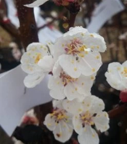 Aprikose Kioto ® Prunus Armeniaca `Kioto´ -Pflanzensamenladen Aprikosen Bl ten58cf895c8a11b