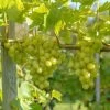 Arkadia, Pilzfeste Weinrebe Vitis `Arkadia´ -Pflanzensamenladen Arkadia