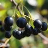 Aronia Aron - Großfrüchtige Apfelbeere Aronia Melanocarpa `Aron´ -Pflanzensamenladen Aronia