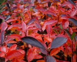 Aronia- Apfelbeere Hugin Aronia Melanocarpa `Hugin´ 7 Aronia- Apfelbeere Hugin Aronia Melanocarpa `Hugin´ -Pflanzensamenladen Aronia Hugin Herbstf rbung