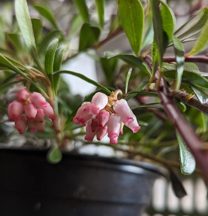 Echte Bärentraube Arctostaphylos Uva-ursi 5 Echte Bärentraube Arctostaphylos Uva-ursi – Bild 3