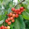 Büttner´s Rote Knorpelkirsche Prunus Avium `Büttner´s Rote Knorpelkirsche´ -Pflanzensamenladen B ttners