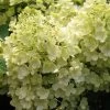 Rispenhortensie `Bobo®´ Hydrangea Paniculata `Bobo´ 1 Rispenhortensie `Bobo®´ Hydrangea Paniculata `Bobo´ -Pflanzensamenladen BOBO
