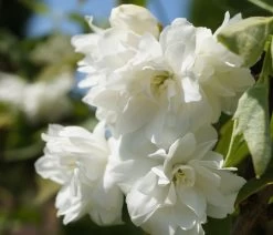 Bauern-Jasmin `Schneesturm´ Philadelphus Coronarius `Schneesturm´