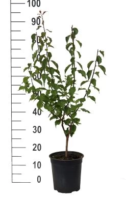 Japanische Zier-Aprikose `Beni-chi-dori´ Prunus Mume `Beni-chi-dori´ -Pflanzensamenladen Beni chi dori Zieraprikose