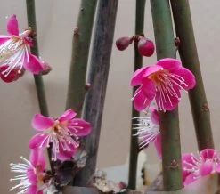 Japanische Zier-Aprikose `Beni-chi-dori´ Prunus Mume `Beni-chi-dori´ -Pflanzensamenladen Benichidori