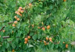 Aprikose `Bergeron´ Prunus Armeniaca `Bergeron´ -Pflanzensamenladen Bergeron 3