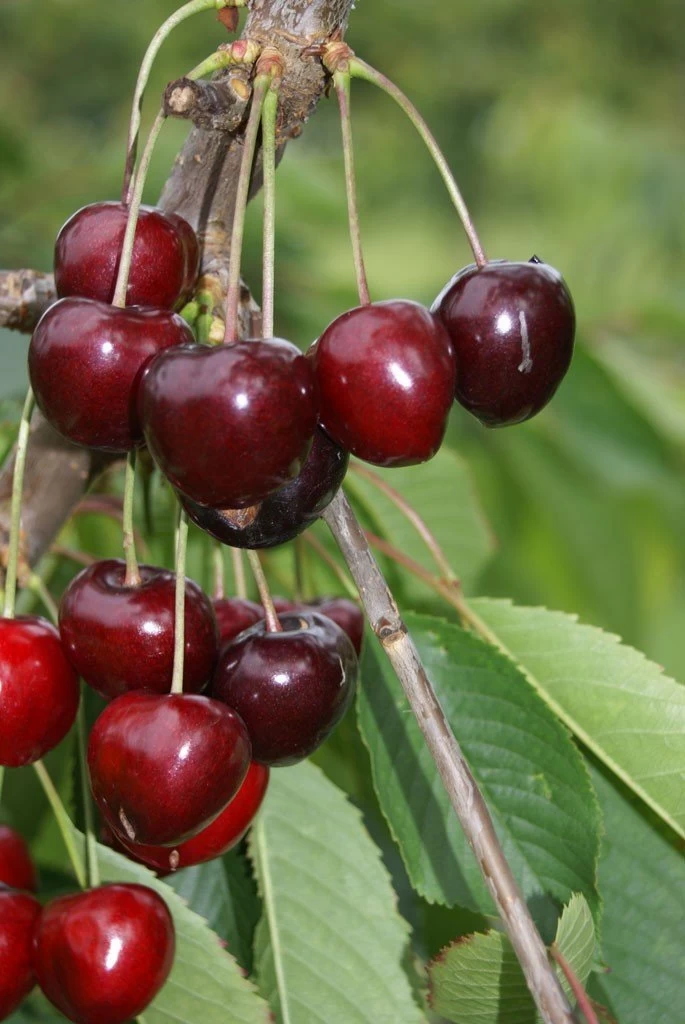 Säulenkirsche `Claudia´ Prunus Avium `Claudia´ 3 Säulenkirsche `Claudia´ Prunus Avium `Claudia´