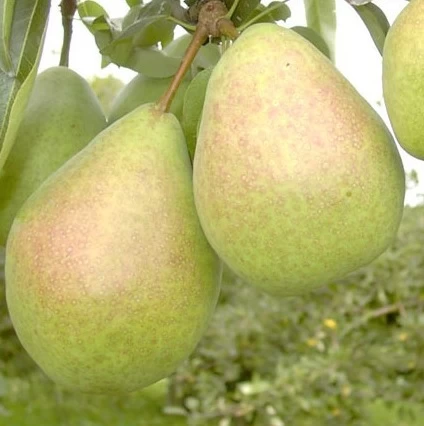 Zwergbirne `Luisa´ Pyrus Communis `Luisa´ 3 Zwergbirne `Luisa´ Pyrus Communis `Luisa´