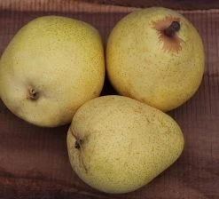 Säulenbirne `Pirini Myway®´ Pyrus Communis `Pirini Myway®´