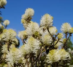 Großer Federbuschstrauch Fothergilla Major