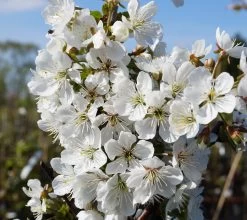 Morellenfeuer Prunus Cerasus `Morellenfeuer´ -Pflanzensamenladen Bl te Morellenfeuer