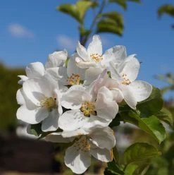 Zierapfel `Red Sentinel´ Malus `Red Sentinel´ -Pflanzensamenladen Bl te Red Sentinel