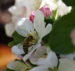 Säulenapfel `Rondo´ Malus Domestica `Rondo´ -Pflanzensamenladen Bl te Rondo mit Biene