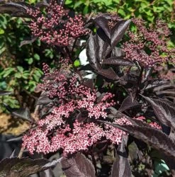 Rotblättriger Holunder `Black Beauty´ Sambucus Nigra `Black Beauty´ -Pflanzensamenladen Black Beauty1