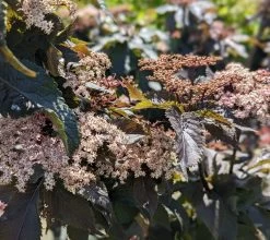 Holunder-Säule Black Tower (R) Sambucus Nigra `Black Tower´ 10 Holunder-Säule Black Tower (R) Sambucus Nigra `Black Tower´ -Pflanzensamenladen Black Tower1