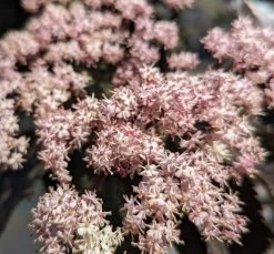 Holunder-Säule Black Tower (R) Sambucus Nigra `Black Tower´ 11 Holunder-Säule Black Tower (R) Sambucus Nigra `Black Tower´ -Pflanzensamenladen Black tower2