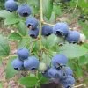 Heidelbeere `Ama´ Vaccinum Corymbosum `Ama´ -Pflanzensamenladen Blaubeere