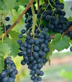 Blauer Muskateller Vitis `Blauer Muskateller´