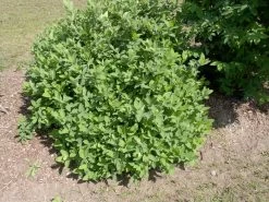 Sibirische Blaubeere "Blue Velvet" Lonicera Kamtschatica `Blue Velvet´ 7 Sibirische Blaubeere "Blue Velvet" Lonicera Kamtschatica `Blue Velvet´ -Pflanzensamenladen Blue Velvet Kordes Jungpflanzen