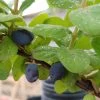 Sibirische Blaubeere "Blue Velvet" Lonicera Kamtschatica `Blue Velvet´ 2 Sibirische Blaubeere "Blue Velvet" Lonicera Kamtschatica `Blue Velvet´ -Pflanzensamenladen Blue velvet sibirischie blaubeere