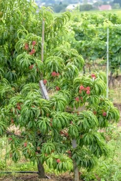 Zwergpfirsich `Bonanza´ Prunus Persica -Pflanzensamenladen Bonanza