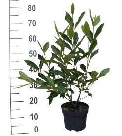 Amerikanischer Schneeball `Brandywine´ Viburnum Nudum `Brandywine´ 12 Amerikanischer Schneeball `Brandywine´ Viburnum Nudum `Brandywine´ -Pflanzensamenladen Brandywine weiss