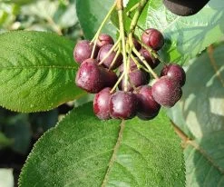 Aronia - Rote Apfelbeere `Brillant´ Aronia Arbutifolia `Brillant´